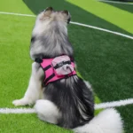 JUMAHE outdoor dog backpack with treat storage